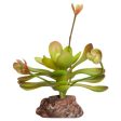 Reptile One Plant Mini Aeonium Green With Ceramic Base For Sale