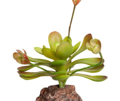 Reptile One Plant Mini Aeonium Green With Ceramic Base For Sale