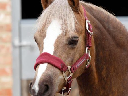 Premier Equine Fleece Padded Pony Head Collar on Sale