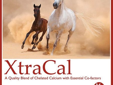 Calm Healthy Horses XtraCal 2kg Online now