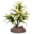 Reptile One Plant Small Flexuosa Green With Ceramic Base For Sale