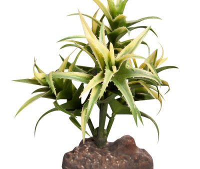 Reptile One Plant Small Flexuosa Green With Ceramic Base For Sale