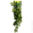 Reptile One Varigated Ivy Cascading Plant 72cm Green For Sale