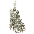 Reptile One Hanging Plant 70cm Tradescantia Green Silver With Suction Cup Online Sale