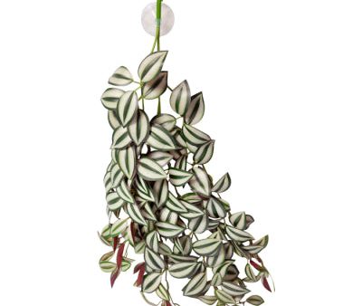 Reptile One Hanging Plant 70cm Tradescantia Green Silver With Suction Cup Online Sale