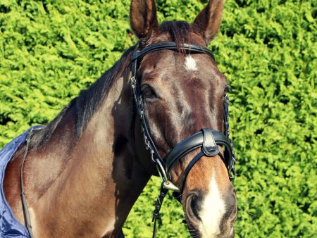 Cavallino Dressage Anatomic Bridle Black With Reins For Discount