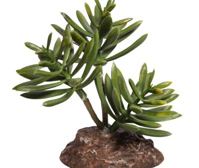 Reptile One Plant Mini Senecio Green With Ceramic Base For Discount