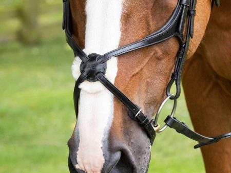 Premier Equine Glorioso Mexican Grackle Noseband For Sale