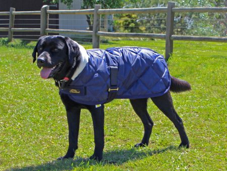 Cavallino Sherwood Dog Coat Navy Online now