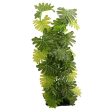 Reptile One Plant Philodendron Selloum 40cm Online